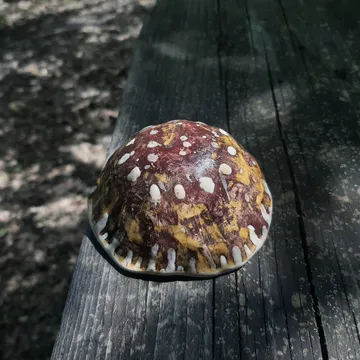 Unnamed
